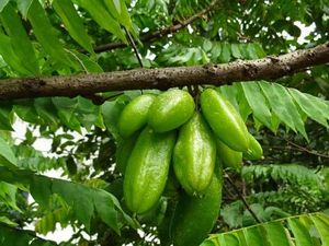 10 Buah-buahan Lokal Khas Jawa Timur, Pernah Makan?