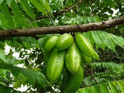 10 Buah-buahan Lokal Khas Jawa Timur, Pernah Makan? 10 Buah-buahan Lokal Khas Jawa Timur, Pernah Makan?