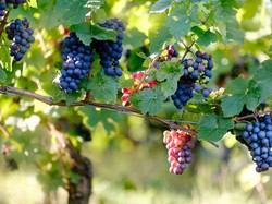 Berbagai Buah-buahan yang Ditumbuhkan Allah SWT Adalah Rezeki