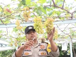 Aksi Aipda Firman Bina Warga Selat Mataram Melalui Budi Daya Anggur