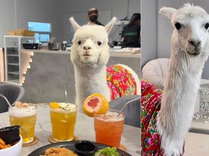 Di Kafe Ini Bisa Makan dan Ngopi Ditemani oleh Alpaca yang Menggemaskan Di Kafe Ini Bisa Makan dan Ngopi Ditemani oleh Alpaca yang Menggemaskan