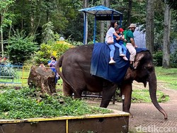 Bermain Bersama Gajah Ira di Bunbin Bandung