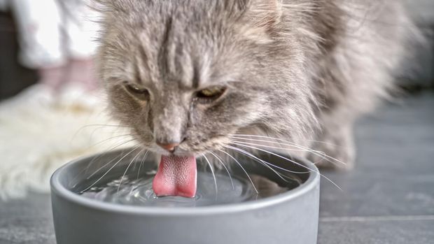 ilustrasi kucing lagi minum Salah satu cara menjaga anabul dari dampak abu vulkanik, periksa secara berkala wadah makan atau minumnya.