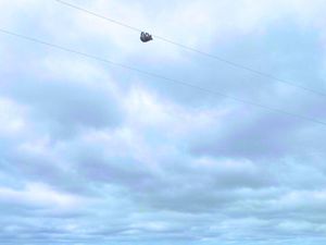 Deg-degan! Koala Gelantungan di Kabel Listrik, Warga Bentangkan Terpal