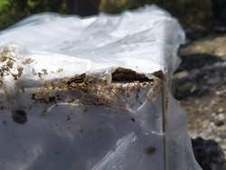 2 Kotak Suara Pemilu 2024 di Boyolali Dimakan Rayap!