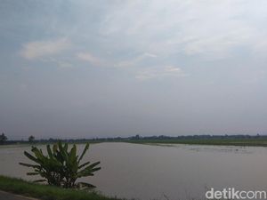 Ratusan Hektare Sawah  di Majalengka Terancam Gagal Panen gegara Banjir Ratusan Hektare Sawah  di Majalengka Terancam Gagal Panen gegara Banjir