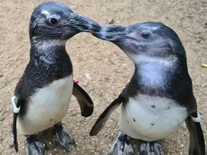 Penguin pun Bisa Jadi Pemandu bagi Temannya yang Katarak