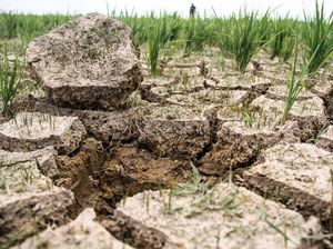 Wanti-wanti soal Neraka Iklim Bikin Bahan Pangan Sulit Ujungnya Kelaparan Wanti-wanti soal Neraka Iklim Bikin Bahan Pangan Sulit Ujungnya Kelaparan