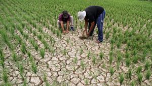 Pilu Petani Gegara Sawah Kekeringan, Begini Penampakannya