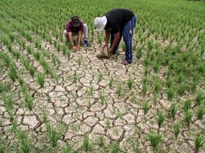 Pilu Petani Gegara Sawah Kekeringan, Begini Penampakannya