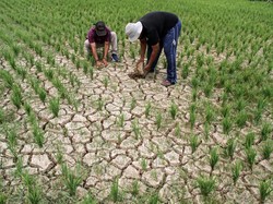 Godzilla El Nino Ancam RI, Pakar UGM Sebut Sektor Ini Akan Paling Terdampak