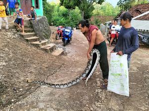 Tloler! Ular Piton 5 Meter Masuk Toko di Tepus Gunungkidul