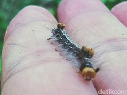 Cerita Traumanya Warga Trucuk Klaten Diserang Ribuan Ulat Bulu