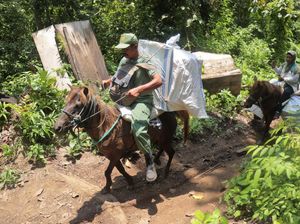 Warga Distribusikan Kotak Suara ke Desa Terpencil Pakai Kuda Warga Distribusikan Kotak Suara ke Desa Terpencil Pakai Kuda