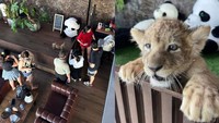 Lagi Ngetren Kafe Anak Singa, Kalau Digigit Bagaimana?