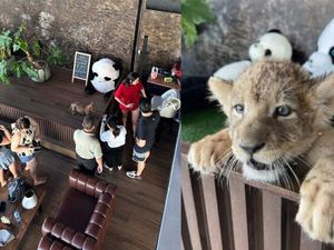 Viral! Anak Singa Jadi Atraksi untuk Gaet Turis di Kafe