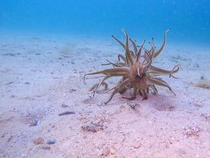 Makhluk Medusa Muncul di Pantai Australia, Para Ahli Dibuat Heran! Makhluk Medusa Muncul di Pantai Australia, Para Ahli Dibuat Heran!