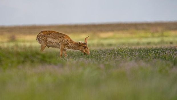 A Saiga antelope grazes in the steppe on the border of Akmola and Kostanay regions of Kazakhstan in the morning of May 10, 2022. In 2015, a nasal bacteria wiped out more than half of the worlds Saiga antelope population, spurring disturbing images of carcasses strewn across the vast steppe of Central Asia. But now the species is bouncing back, with Kazakh authorities hailing protective measures for a creature that survived the Ice Age. (Photo by Abduaziz MADYAROV / AFP)