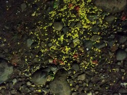 Warga Bengkulu Temukan Sesajen di TPS, Diduga Syarat Menangkan Caleg