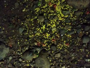 Warga Bengkulu Temukan Sesajen di TPS, Diduga Syarat Menangkan Caleg Warga Bengkulu Temukan Sesajen di TPS, Diduga Syarat Menangkan Caleg