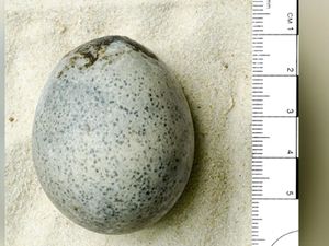 Telur Ayam dari Zaman Romawi Ditemukan Awet Beserta Kuning-Putih Telurnya