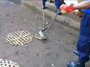 Ular Piton Sepanjang 3,5 Meter Pemangsa 3 Ayam Warga Ditangkap Ular Piton Sepanjang 3,5 Meter Pemangsa 3 Ayam Warga Ditangkap