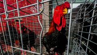 Wujud Ayam Kaki Naga Vietnam yang Terkenal Lezat