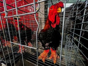 Wujud Ayam Kaki Naga Vietnam yang Terkenal Lezat Wujud Ayam Kaki Naga Vietnam yang Terkenal Lezat