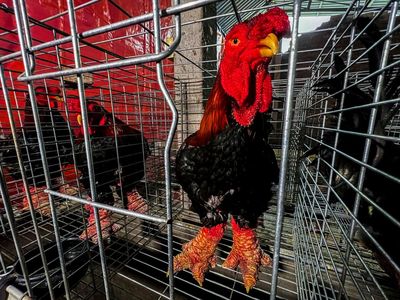 Wujud Ayam Kaki Naga Vietnam yang Terkenal Lezat