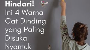 Jangan Dipakai di Rumah! 4 Warna Cat Ini Disukai Nyamuk