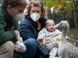 Rupa Burung Flamingo yang Diselamatkan Pramugari-Penumpang dari Telur Rupa Burung Flamingo yang Diselamatkan Pramugari-Penumpang dari Telur