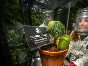 Ini Gympie-gympie, Tanaman Paling Beracun yang Juga Tumbuh di Indonesia Ini Gympie-gympie, Tanaman Paling Beracun yang Juga Tumbuh di Indonesia