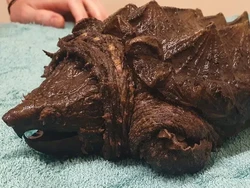 Kura-kura Buas Invasif Meneror Kota Ini