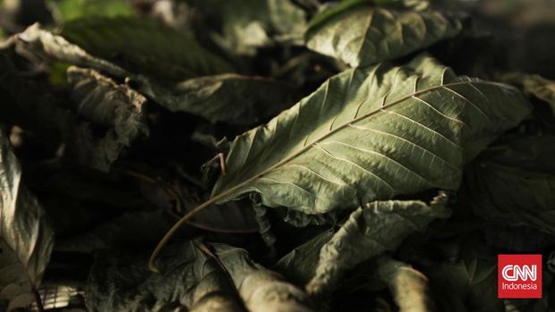 Masyarakat di Desa Jongkong, Kapuas Hulu, Kalimantan barat sebagian besar berprofesi menjadi petani purik atau daun kratom. Petani biasanya memetik daun kratom mulai sekitar pukul 08.00 WIB. Setelahnya daun diserahkan kepada pengepul untuk dikeringkan dan dicacah sebelum dikemas menuju pabrik pengemasan di Pontianak. CNN Indonesia/Hamka Winovan