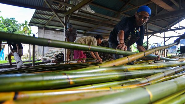 Potret Pengolahan Rotan Mentawai, Harganya Rp 16 Ribu/Batang