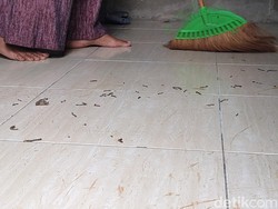 Hii! Ulat Flamboyan Serbu Permukiman di Sentolo Kulon Progo