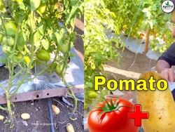 Viral! Pria Ini Berhasil Tanam Kentang dan Tomat dalam Satu Pot