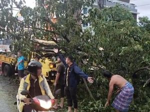 Pohon Besar Tumbang Timpa Truk di Palembang, Sopir Patah Tulang Bahu