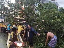 Pohon Besar Tumbang Timpa Truk di Palembang, Sopir Patah Tulang Bahu