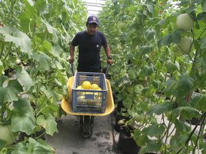 Ramaikan Lur! Ada Wisata Petik Buah-Sayur di Demakijo Klaten