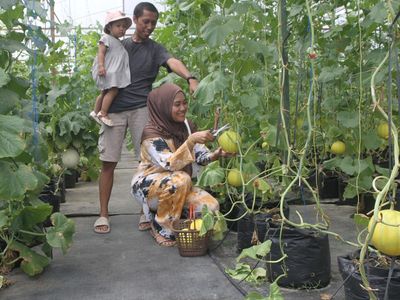 Mengunjungi Wisata Petik Melon Hidroponik di Malang
