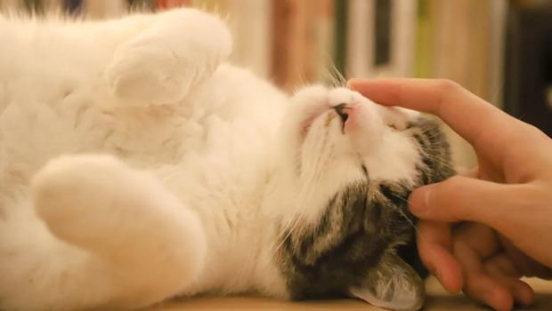 Ilustrasi Kucing sedang Tidur /Foto: Cats Coming