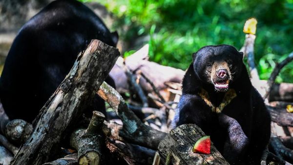 Melihat Beruang Madu di Kawasan Konservasi Balikpapan
