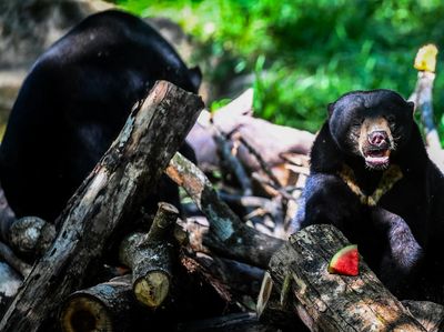 Melihat Beruang Madu di Kawasan Konservasi Balikpapan