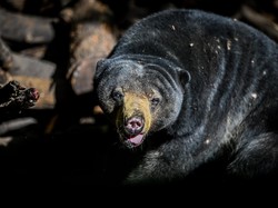 Mak Jegagik! Lagi Cuci Piring Tetiba Ada 2 Beruang Nyelonong Masuk Rumah