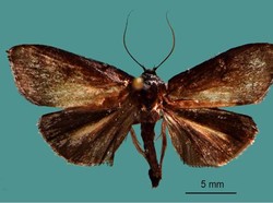 BRIN Temukan 3 Jenis Ngengat Baru, Satu di Antaranya Perlu Diwaspadai Petani