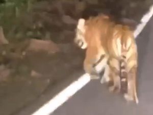 Video Harimau Berkeliaran di Jalan Hebohkan Warga Bali