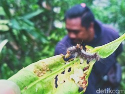 Hiii! Teror Ulat Bulu di Sumber Klaten Makin Meluas