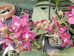 Cara Guru di Sumedang Selamatkan Bibit Tidur Bunga Anggrek