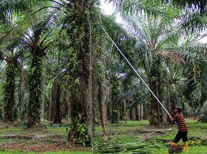 PalmCo Mau Tekan Emisi hingga 40%, Begini Caranya PalmCo Mau Tekan Emisi hingga 40%, Begini Caranya